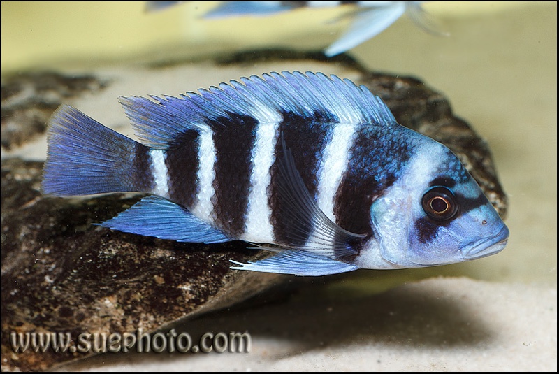 Cyphotilapia gibberosa 'Mtoto'